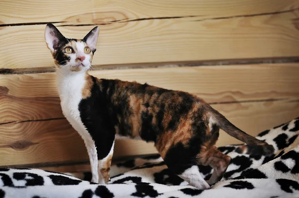 Gato Devon Rex em fundo madeira — Fotografia de Stock