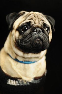 Pug portre siyah arka plan üzerine