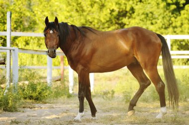 Brown stallion standing in the sun