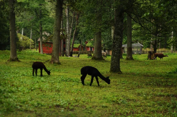 Black lamas grazing at the park — Stock Photo, Image