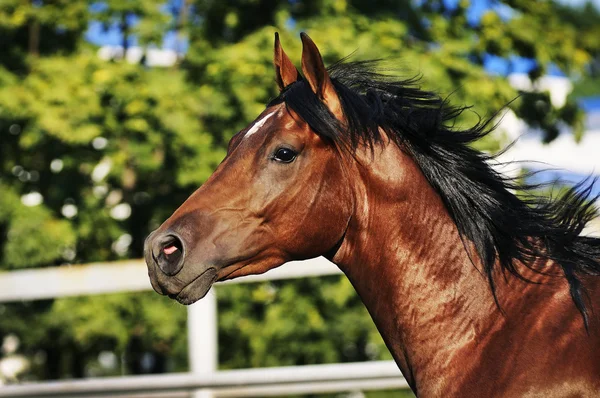Retrato de caballo marrón sobre el fondo verde —  Fotos de Stock