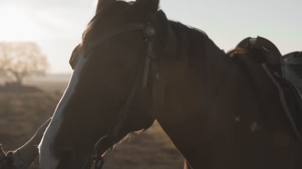 Mooie vrouw met paard. blond meisje in cowboy hoed strelen en knuffelen paard — Stockvideo