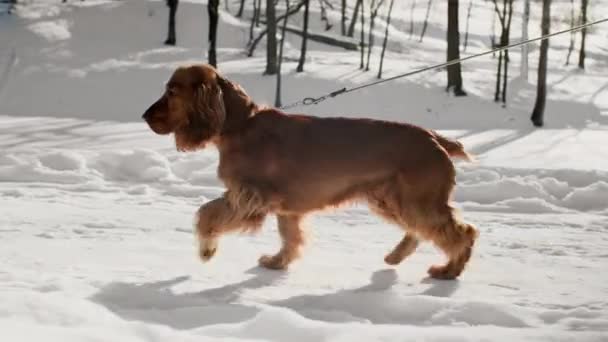 Hund spielt im Winter draußen im Schnee. Spaniel hat am Wochenende Spaß im Freien. — Stockvideo