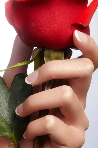 Hermosos dedos femeninos con manicura francesa ideal tocando rosa roja. Se preocupan por las manos femeninas, piel suave y saludable. Spa y cosméticos. Cuidado de belleza. Primer plano de hermosos dedos de famele con esmalte de uñas Imagen De Stock