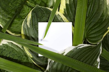 Minimal composition with white card placed among lush green tropical leaves, natural texture creating fresh organic aesthetic for eco and botanical themes. Blank flat lay background, copy space.