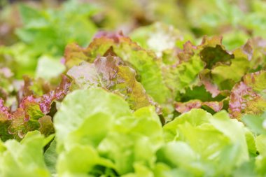 Marul arka planı. Üst görünüm