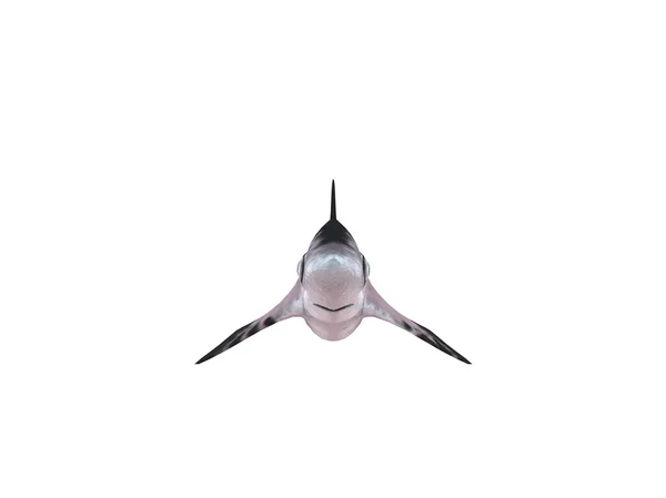 3d render of a shark inside a white stage — Stock Photo, Image