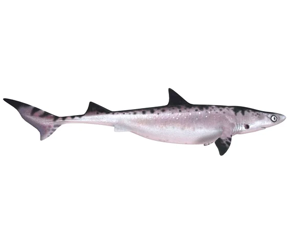 ホワイト ステージ中のサメの 3 d レンダリング — ストック写真