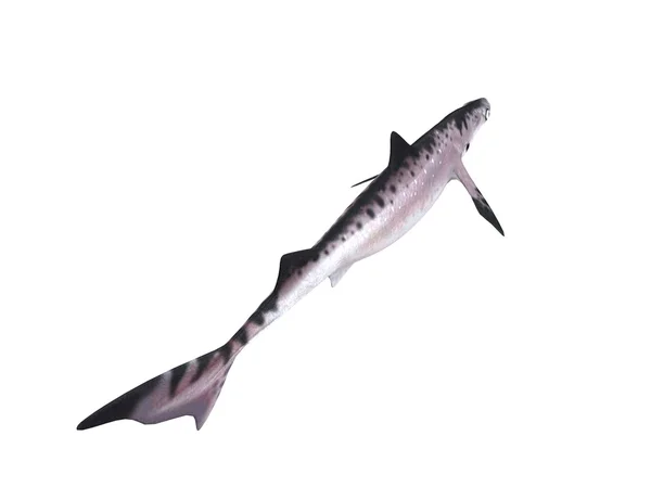 3D render van een haai in een witte podium — Stockfoto