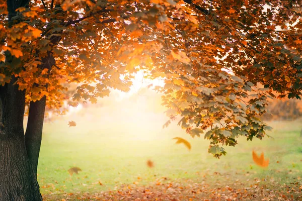 Autumn nature landscape photography. Old maple tree with yellow falling leaves on green grass. Beautiful sunset, sun rays and glare