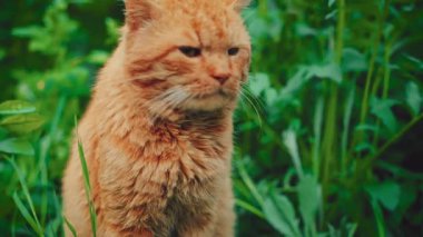 Cute beautiful homeless street adult stray cat sitting in public park, green grass trees, summer nature. funny kitten red fur hungry animal pet looking food shelter friend love care. eyes full of hope