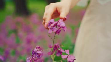 female close-up hand fingers touching stroking beauty spring purple flowers. joy happy woman enjoy summer green field nature. girl fairy princess admires fresh bloom plant mystery floral scent, 4k