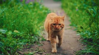 Cute beautiful homeless street adult stray cat walks along path in public park, green grass trees, summer nature. funny kitten red fur hungry animal pet looking food owner shelter, friend love care