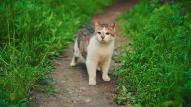 Şirin evsiz sokak kedisi yeşil çimen ağaçlarında, yaz doğasında, patika boyunca yürüyor. Komik kedi yavrusu, kırmızı kürke aç hayvan barınağı, aşk bakımı. Üç renkli kedi, iyi şanslar.
