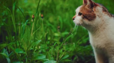 Şirin evsiz sokak kedisi yeşil çimen ağaçlarında, yaz doğasında, patika boyunca yürüyor. Komik kedi yavrusu, kırmızı kürke aç hayvan barınağı, aşk bakımı. Üç renkli kedi, iyi şanslar.
