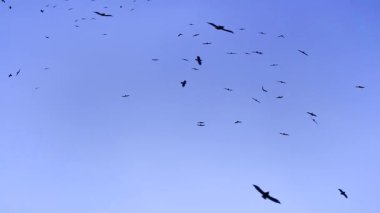 Kara karga sürüsü gökyüzünde uçuyor. Kara kuşlar cennette hareket eder dramatik günbatımı alacakaranlık mavisi renk. Gotik arka plan doğa manzarası. Kanat çırpan kuşların karanlık silueti