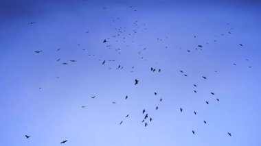 Kara karga sürüsü gökyüzünde uçuyor. Kara kuşlar cennette hareket eder dramatik günbatımı alacakaranlık mavisi renk. Gotik arka plan doğa manzarası. Kanat çırpan kuşların karanlık silueti