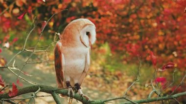 Kadın eli, aşk kanatlarıyla vuruşları kapar. Evcil kuş ahırı baykuşu dalların üzerinde oturur. Sonbahar kırmızısı ormanı terk eder. Beyaz klasik elbise, uzun saçlı, güzel yüz modeli. Kız 4k