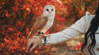 Evcilleştirilmiş ahır baykuşu, kadınların yakın plan çekimlerinin üzerine oturur. fantezi portresi beyaz evcil kuş vahşi sonbahar doğası, kırmızı orman güneşi turuncu renk. İnsan vücudunun silueti. Posta baykuşuyla yürüyen kız.