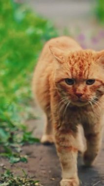 Şirin evsiz sokak kedisi halk parkında yeşil çimen ağaçları, yaz doğası. Komik kedi yavrusu, kırmızı kürke aç hayvan görünümlü yiyecek sahibi, aşk bakımını üstleniyor. dikey video