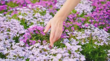 Kadın eli yakın plan dokunuşlar rengarenk çiçek açan mor çiçekler. Yeşil çiçekli bahar bahçesi. Kol parmaklarının bir parçası olan kadın yaz çiçekli yeşil bitki bitki videosunun tadını çıkarıyor. 4k