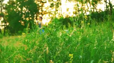 Mutlu kadın kraliçe yeşil yaz ormanlarında yalınayak yürüyor çimen ağaçları güneş ışığı sihirli siluet gizemli peri kız prenses ağır çekimde. İpek kumaş etek mavi romantik elbise 4K yürüyor