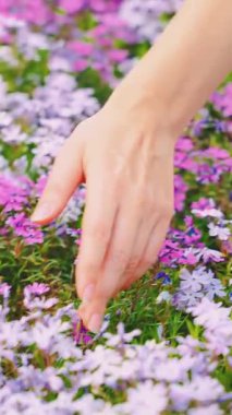 Kadın eli, yakın plan, renkli mor çiçekleri okşar. Yeşil çiçekli bahar bahçesi. Kol parmaklarının bir parçası olan kız yazın çiçek açan doğa yeşili bitkilerin tadını çıkarıyor. dikey video