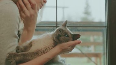 Ellerinde okşayan, tatmin olmamış, sinirli, saldırgan, tüylü siyam kedisi yavrusu olan bir kadın. Kız duyguları ilgiyi sever, evcil hayvan kötü kanatları pençeleri, tırmalamaları, ısırmaları istemez.