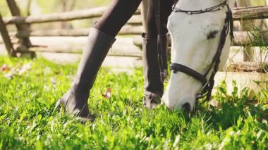 Beyaz atlı çiftçi çayır otlaklarında otlayan ağızdan ateş ederek taze yeşil otları kemiriyor doğal otlar, hayvan yavrusu kısraklar. Alan yaz doğa günü Çiftlik Yüksek kalite 4k