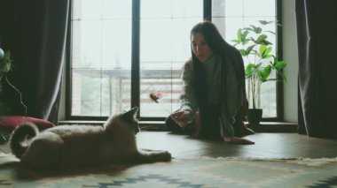 Mutlu kadın sevimli, tüylü, gri, komik kedi evcil hayvan duygularıyla oynar aşk bakımı. Evde gülümseyen yetişkin bir kız rahat rahat giyiniyor. El ele tutuşan oyuncaklar pencere kenarına oturur. Neşeli, neşeli bir kedi. 4k