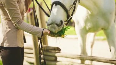 Atı olan mutlu bir kadın. Yaz doğası. Güneş ağacı parlak bir gün. Vücut kısmının kızı güzel beyaz atı yeşil çimen buketi karahindiba çiçekleriyle besler, konsept aşk bakımı hayvanı 4k
