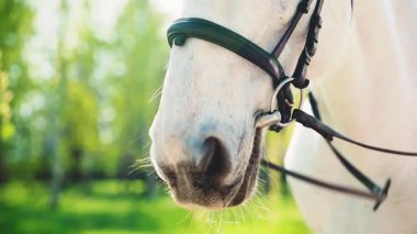 Beyaz at burun, burun delikleri, ağız büyük kahverengi göz, uzun açık beyaz kirpikler, portre ağızlık gözler genç, yeşil çimen ağacı yaz tarlası gökyüzü çiftliği hayvanı 4k