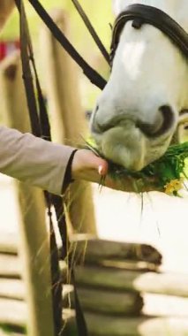 Atı olan mutlu bir kadın. Yaz doğası güneş ışığı ağacı. Vücut kısmının kızı beyaz atı yeşil çimen buket karahindiba çiçekleriyle besliyor. Aşk bakımı hayvan evcil hayvanı kavramı. dikey video