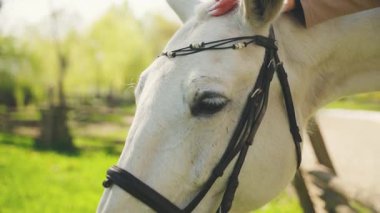 Atı olan mutlu bir kadın. Yaz doğası güneşi yeşil çimen günü. Yakından çekilen el, okşayan beyaz atlara dokunuyor kürklü kafaya geri yaslanıyor, hayvan bakımı konsepti uygulanıyor. kadın vücudu kol parmağı.