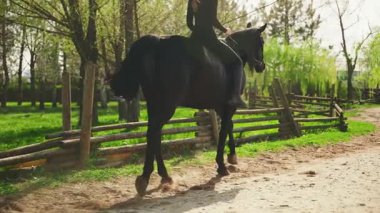Güzel, mutlu bir kadın kırsal yolda at sırtında dikiz aynasıyla dolaşır, tanınmayan kişi yürümekten hoşlanır. Güneş ışığı yeşil çimen parkı ağacı. Kız jokey eli evcil hayvanı tutuyor. siyah giysi