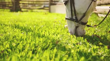 Beyaz at, otlakta otlayan bir çayırda, taze yeşil otlar yiyen, doğal bitki yiyen, hayvan ağızlık takan genç güzel bir kısrak. Tahta çit, yaz mevsimi doğa çiftliği. 4k
