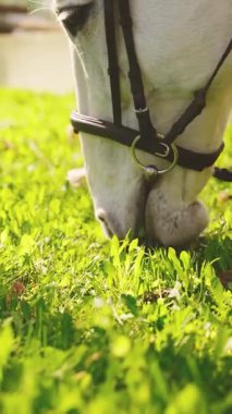 Beyaz at, otlakta otlayan bir çayırda taze yeşil otları kemirir doğal otlar, hayvan ağızlık genç güzellik kısrağı. Tarla Yazı Çiftliği. dikey video