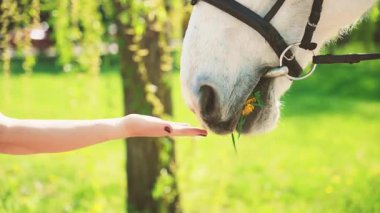 Atı olan mutlu bir kadın. Yaz doğası. Güneş ağacı parlak bir gün. Vücut kısmının kızı güzel beyaz atı yeşil çimen buketi karahindiba çiçekleriyle besler, konsept aşk bakımı hayvanı 4k