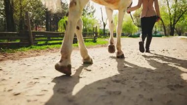 Güzel, mutlu bir kadın at sırtında yürüyor dikiz ayağında toynakları var. Güneş ışığı yeşil çimen ağacı. Yetişkin kız fantezi tarzı klasik el, beyaz at hayvanının 4k dizginlerini tutuyor.