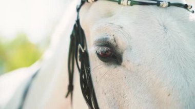 Beyaz güzel at yakın çekim büyük bir kahverengi göz, uzun açık beyaz kirpikler, portre ağızlık gözler genç güzel kısrak bahar taze yeşil çimen ağacı yaz günü çiftlik hayvanı 4k