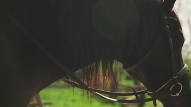 Güzel, mutlu, seksi bir kadın at sırtında dikiz aynasıyla dolaşır, tanınmayan bir insan vücudunun bir kısmı siyah kürklü bir hayvana dokunur ve yürümekten zevk alır. Güneş ışığı parkı ağacı. Kız jokey videosu 4k.