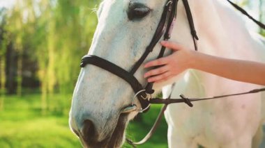 Atı olan mutlu bir kadın. Yaz doğası güneşi yeşil çimen ağacını aydınlatır parlak bir gün. Güzel Vücut kısmen kız yakın el dokunuşu kürklü vücut, beyaz at kafası ağızlık, konsept aşk bakımı hayvan 4k