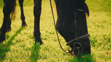 Çayırlarda otlayan siyah at başı ağızlığı taze yeşil otları kemiriyor doğal yem bitkisi, hayvan yavrusu genç güzel kısrak. Parlak çayır yaz mevsimi doğa günü çiftlik 4k