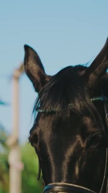 Zarif, mutlu, genç bir kadın ata biniyor. Asil bayan lüks, eski moda para kıyafetleri. Yürüyen doğa güneşinin mavi gökyüzünün tadını çıkarıyor. Fantezi genç kız jokey ata biner. dikey video.