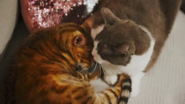 Kedi dostluğu, safkan Bengal kedisi kırma sevimli kedinin ağzını yalıyor. İki kedi birbirlerini dilleriyle yıkarlar. Evcil hayvanlar birlikte aşk bakımı konsepti. Kedi rahat bir kanepede dinleniyor. kırmızı gri beyaz kürk.