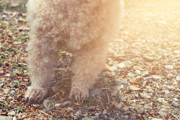 Pierna Perro Caniche Suelo Parque Con Fondo Claro — Foto de Stock