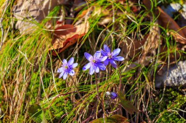 Ormanda bahar çiçekleri