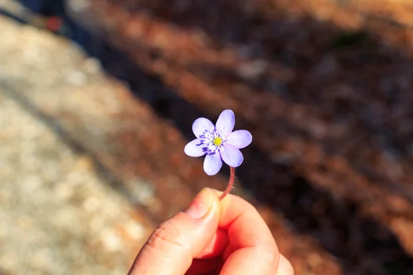 Mujer mano manteniendo una pequeña flor violeta en primavera — Foto de Stock