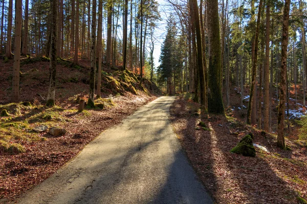 Prachtig herfstbos bergpad bij zonsondergang — Stockfoto