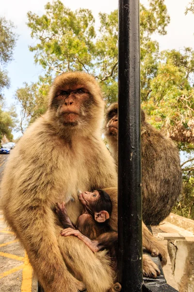 Macacos em Gibraltar — Fotografia de Stock